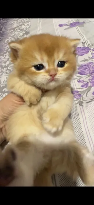 Котенок бри золотая шиншилла — фото 1