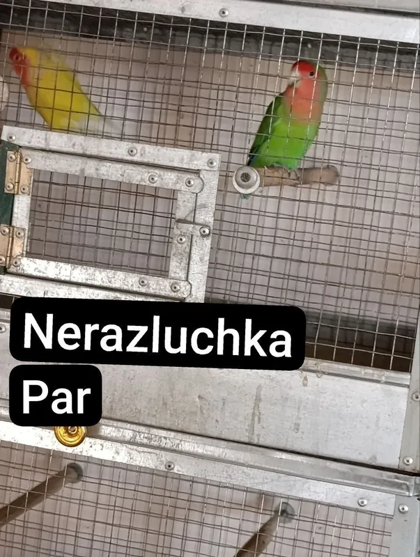 Nerazluchva , valnistiy Tòtiqushlar sotiladi 1 Nerazluchva , valnistiy Tòtiqushlar sotiladi 1