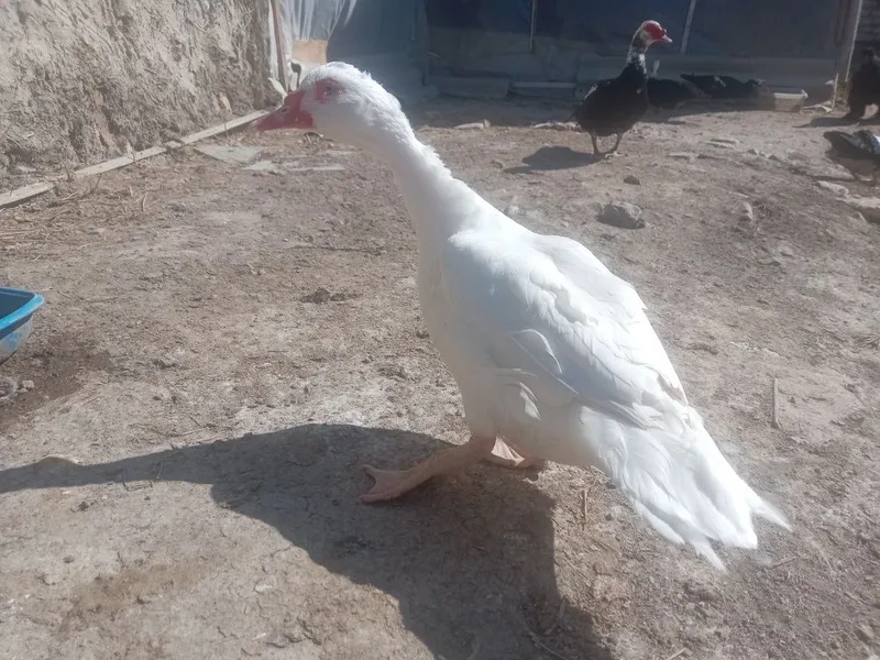 уругланган 1000% соглом Индауткалар 2