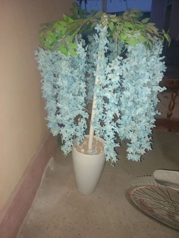 Суний гуллар озон нархларда