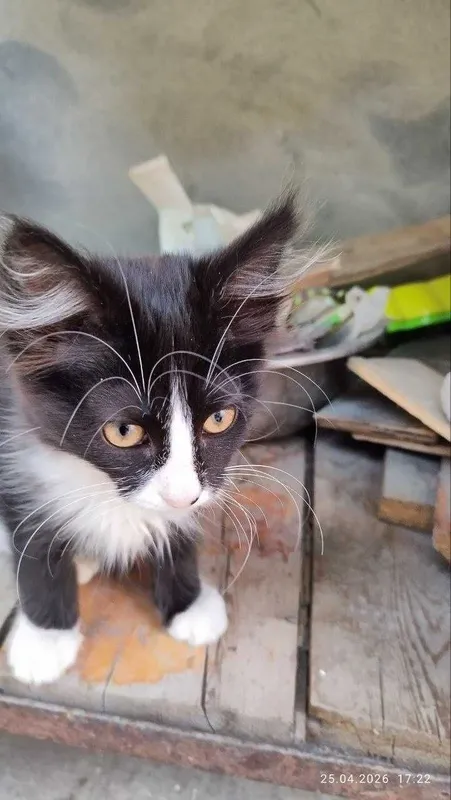 Котята домашние симпатичные