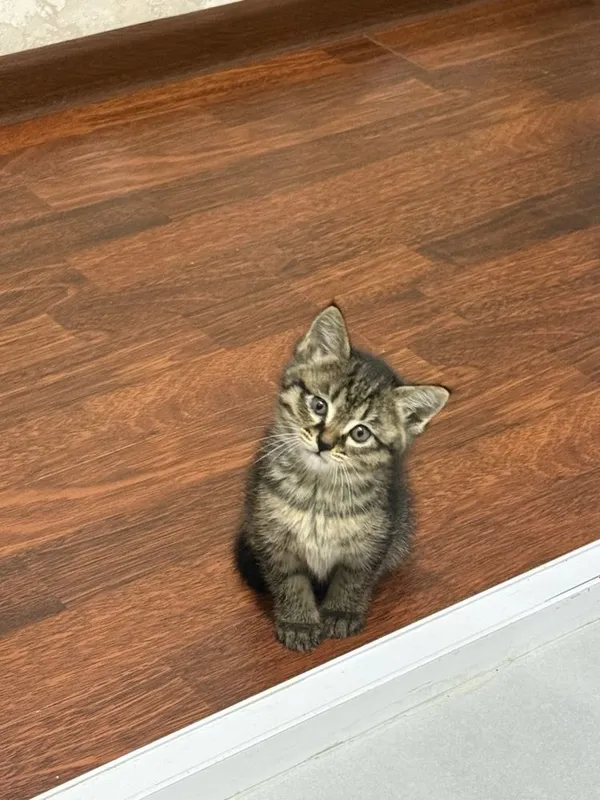Котята отдам в добрые и ответсвтенные руки