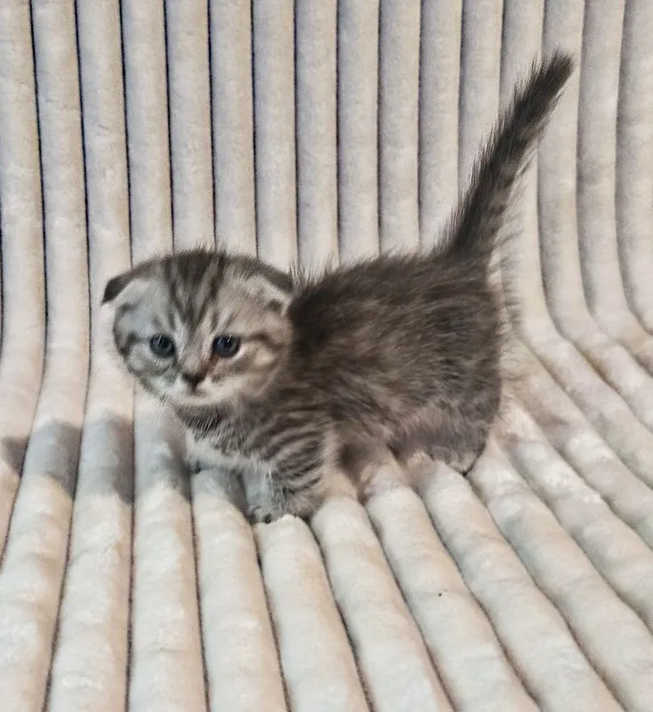 Продается котенок Манчкин мальчик