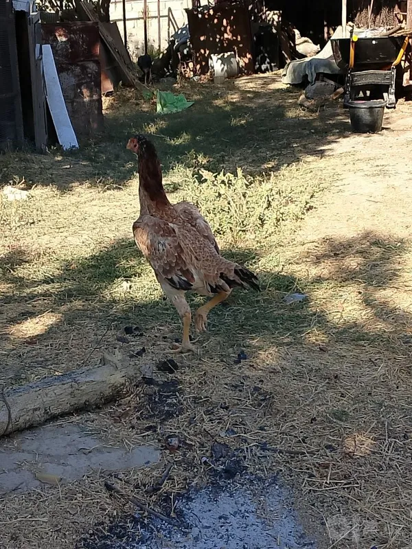 Dakan tovuq sotiladi zotli 1 yillik boldi 2 Dakan tovuq sotiladi zotli 1 yillik boldi 2