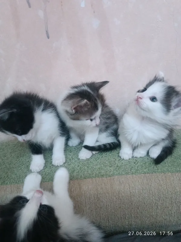 Продаются котята. Очень милые и красивые. — фото 3