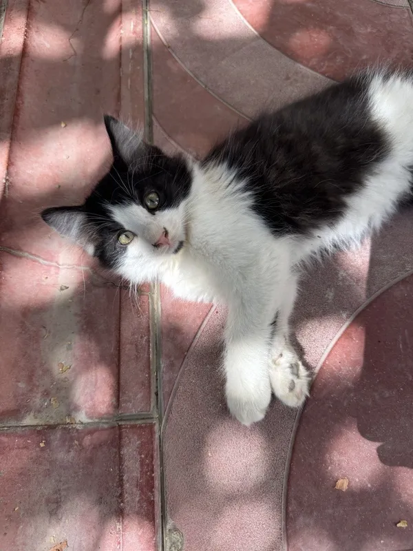 Котята, котенок, кошка. Мушук боласи́, мушукчалар. — фото 3