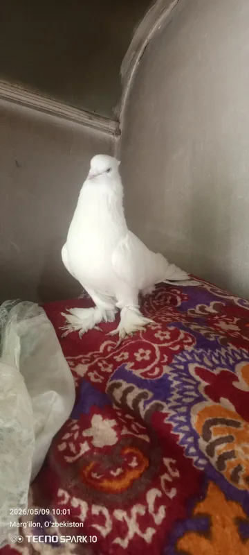 Kabutar  sotiladi