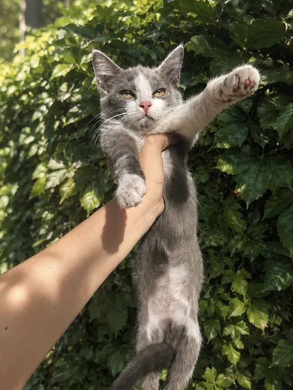 Котенок мальчик 3 месяца 3 Котенок мальчик 3 месяца 3