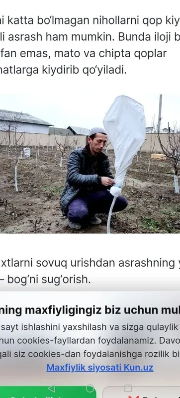 Daraxtlardi sovuqdan va isiqdan himoya qilish