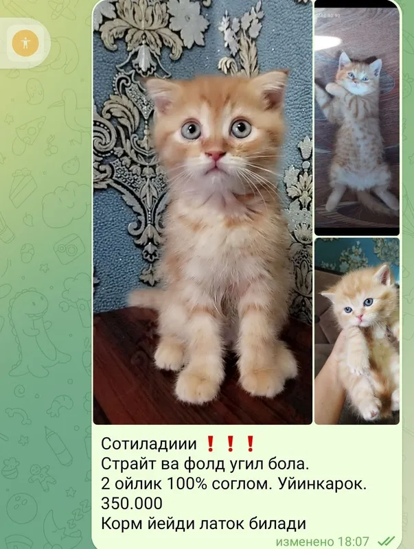 Сотиладиииии. 2 ойлик