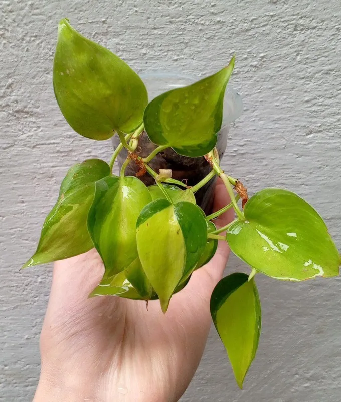 Filodendron Brazil. Uy va ofis uchun gullar 2 Filodendron Brazil. Uy va ofis uchun gullar 2