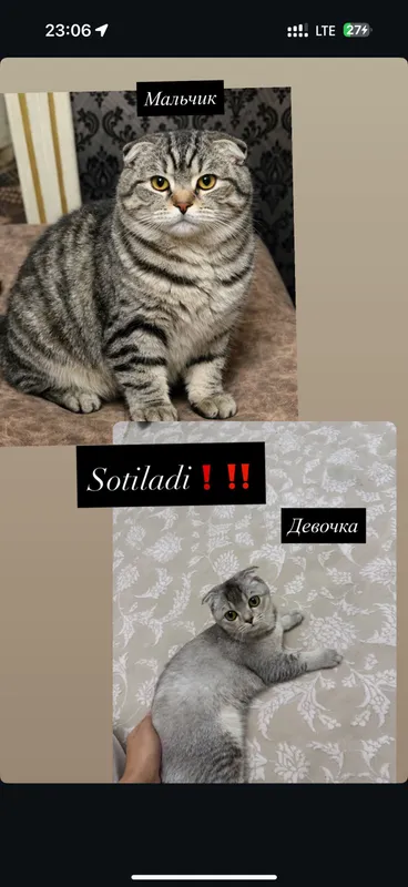 Mushuk va mushuk sotiladi