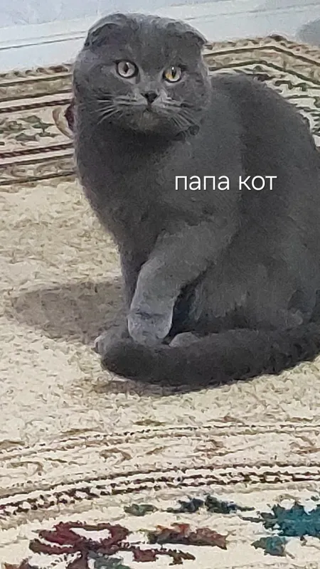 котята пародистые — фото 6