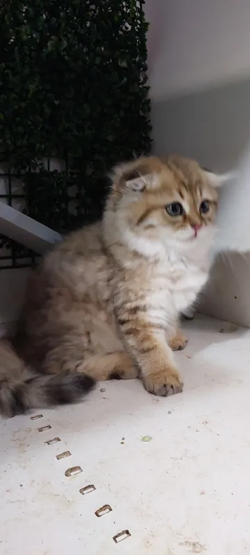 Котята Британская Шиншилла 2