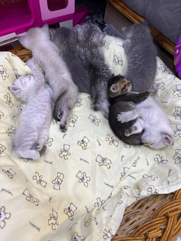 Продаются котята шотландские 1 Продаются котята шотландские 1