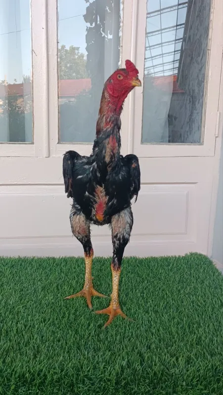 Dakan xoroz sotiladi 2