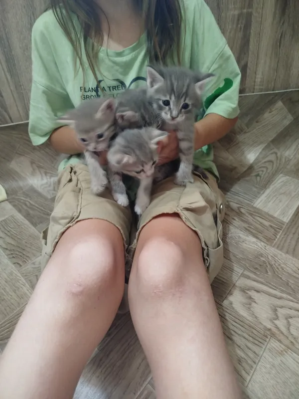 Котята 2