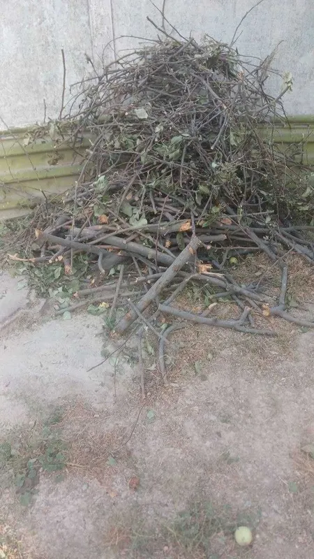 Отдам дрова бесплатно 1 Отдам дрова бесплатно 1