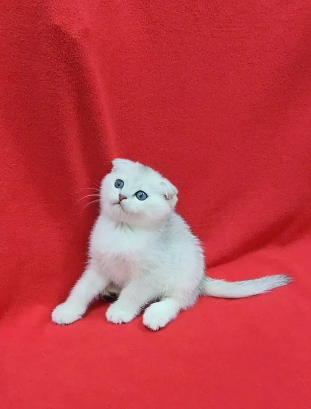 Скоттиш фолд серебристая шиншилла