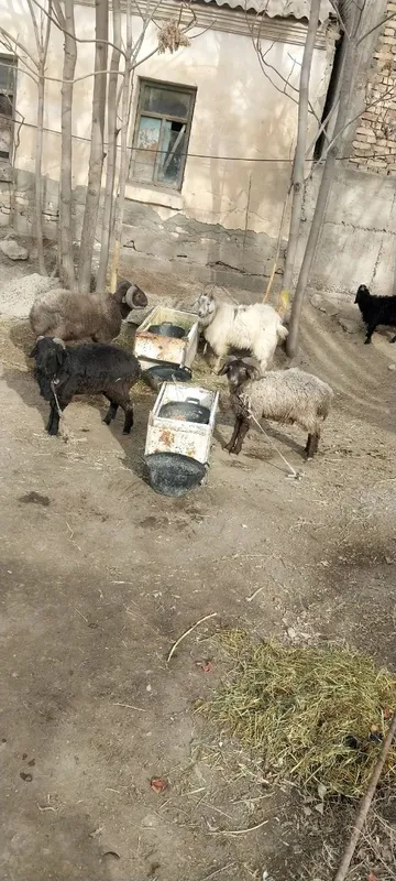 Tagal barralar bor