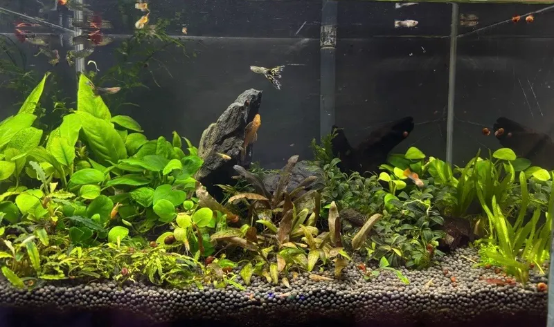 Baliqlar va o‘simliklar bilan akvarium 1