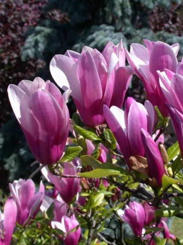Magnoliya Sulanja daraxti guli pushti rangda — фото 3