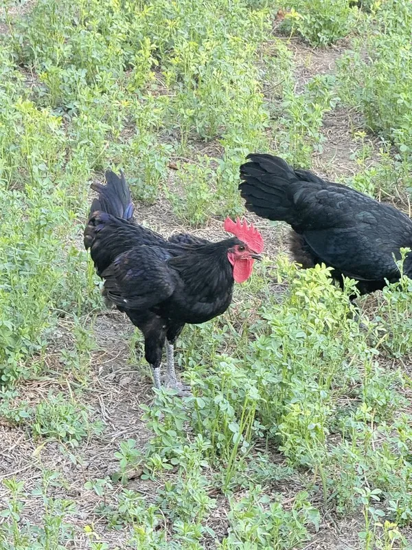 Xoʻroz sotiladi. 3 Xoʻroz sotiladi. 3