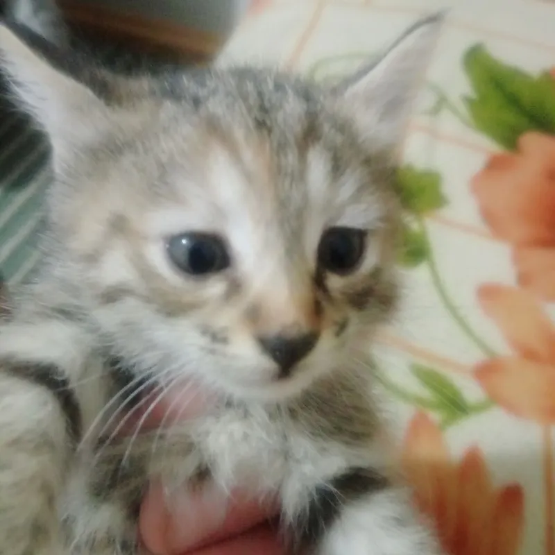Котята даром срочно — фото 3
