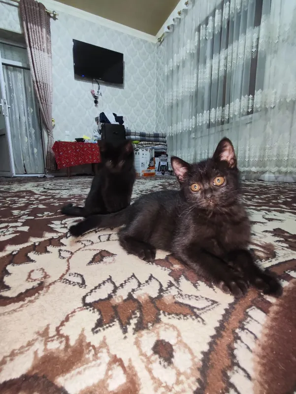 Котят бесплатно отдам — фото 2