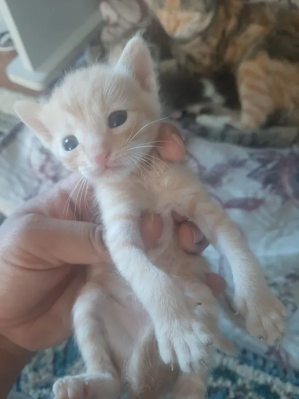 Отдам котят даром — фото 1