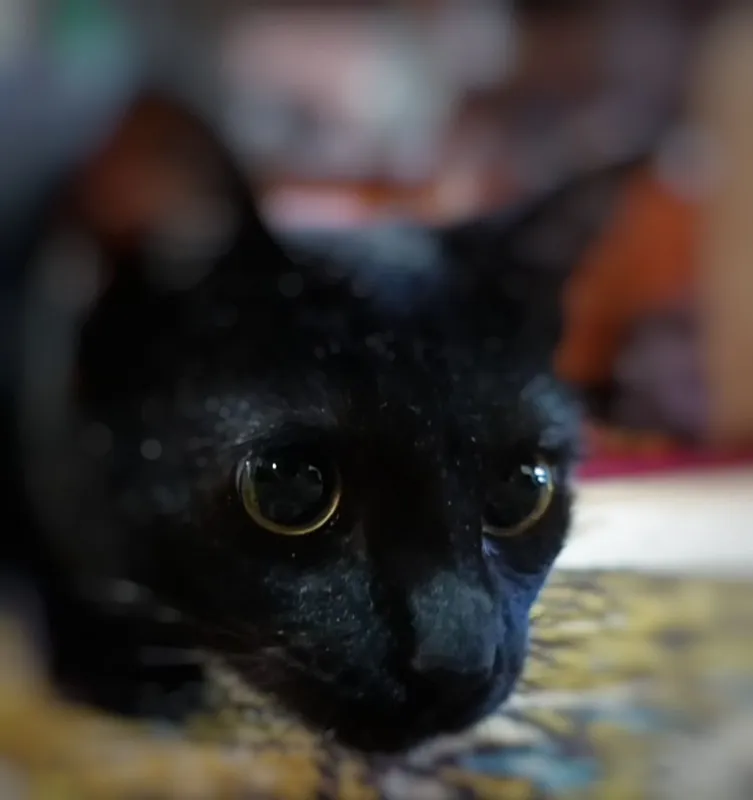 Заказывайте заранее. Скоро будут котята. Бомбейка.