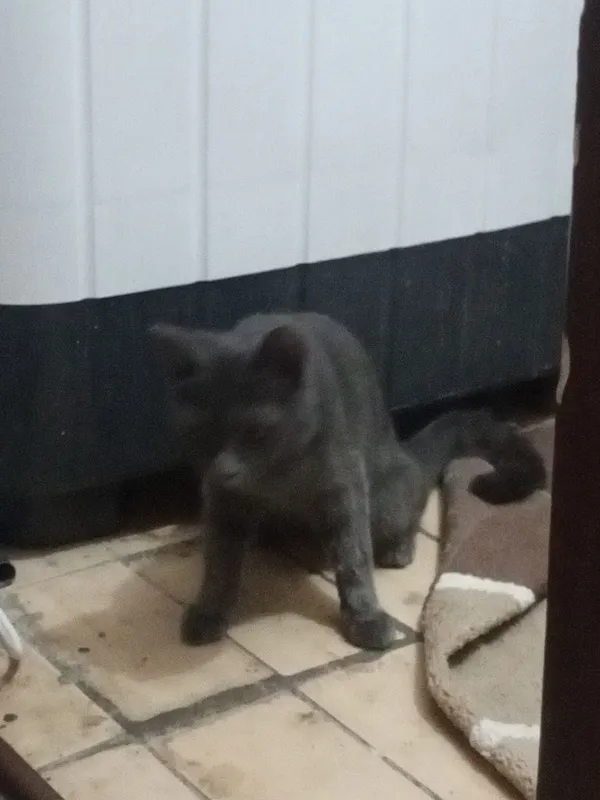 Tekinga beriladi hadiyaga 1 Tekinga beriladi hadiyaga 1