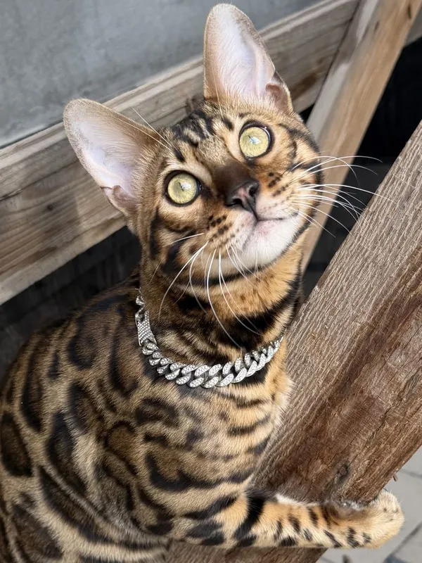 Элитный бенгальский кот приглашает на вязку