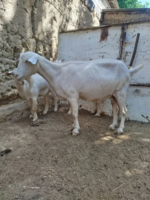 Echki 2ta bolasi bor 1 Echki 2ta bolasi bor 1