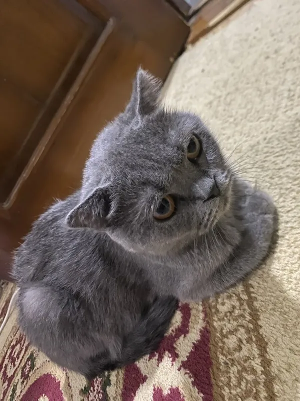 Отдаем кошечку в хоршие руки