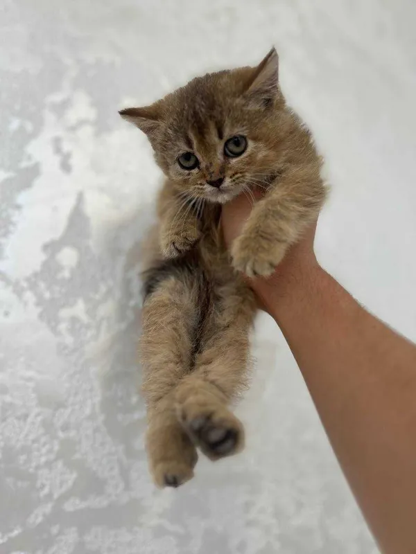Золотая шиншилла — фото 2