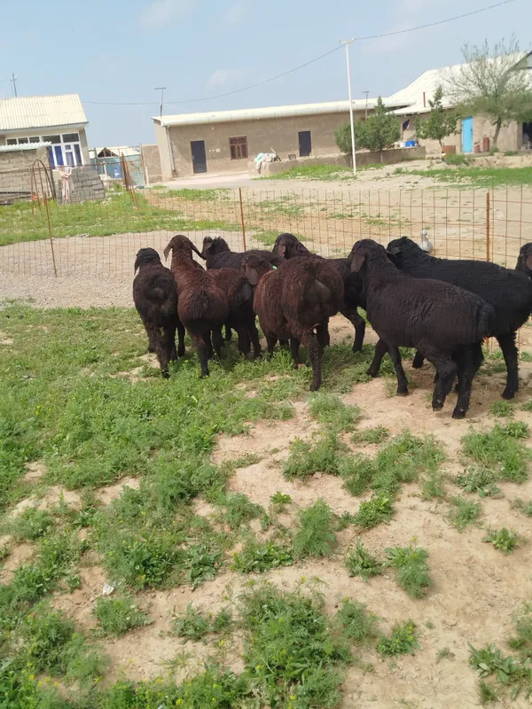 Quzilar sotiladi 2500mlndan 3mln500mingacha bor — фото 1