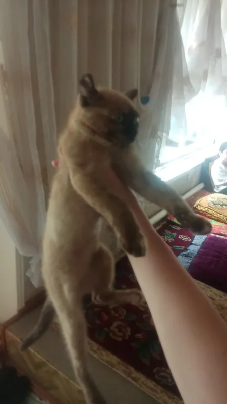 mushuk... кошка — фото 1