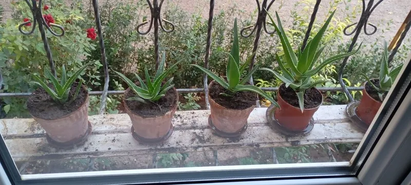 Aloe guli , Алое гули 7 Aloe guli , Алое гули 7