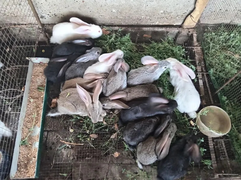 Quyonla sotiladi 50 mingdan 400 yuz mingacha 3