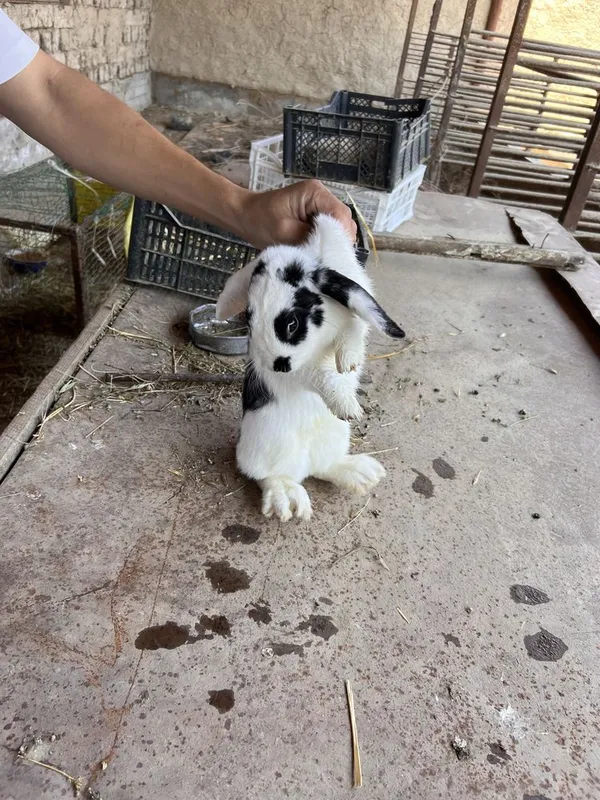 Karlik quyon sotiladi srochna 4 Karlik quyon sotiladi srochna 4
