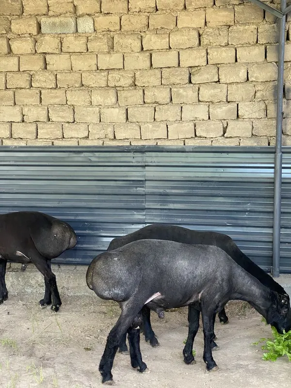 Kotta qochqorla sotiladi 5