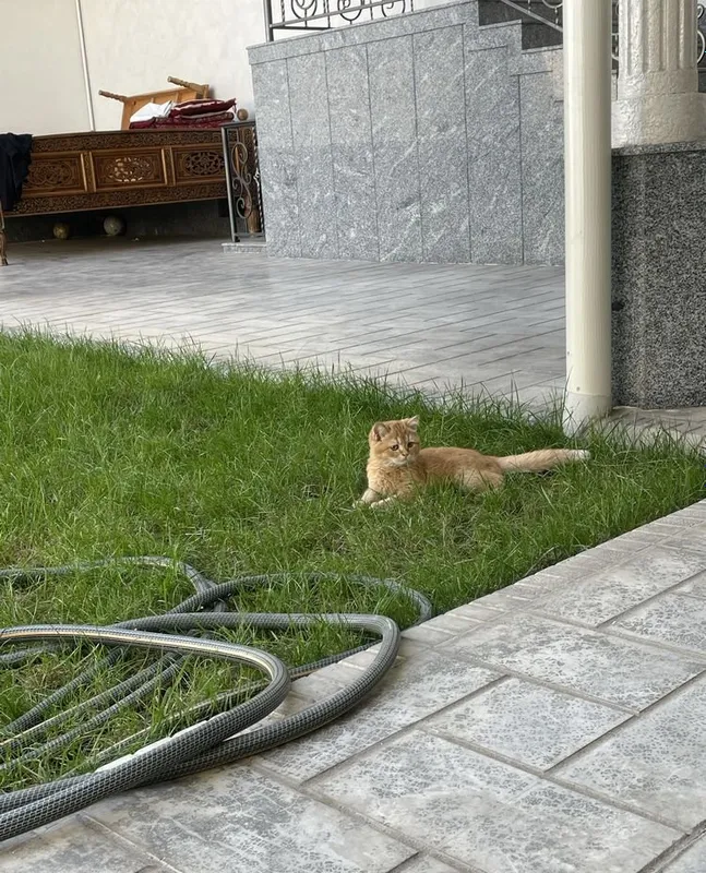 Скоттиш-страйт 3