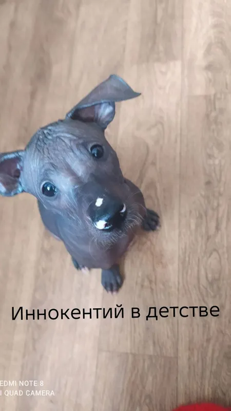 Иннокентий ищет даму сердца — фото 2