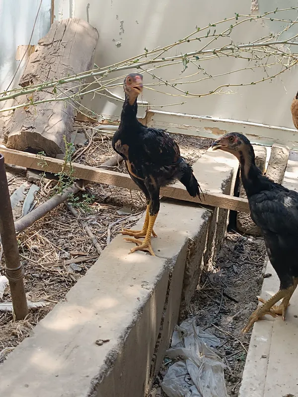 Dakan jojalar sotiladi 7 Dakan jojalar sotiladi 7