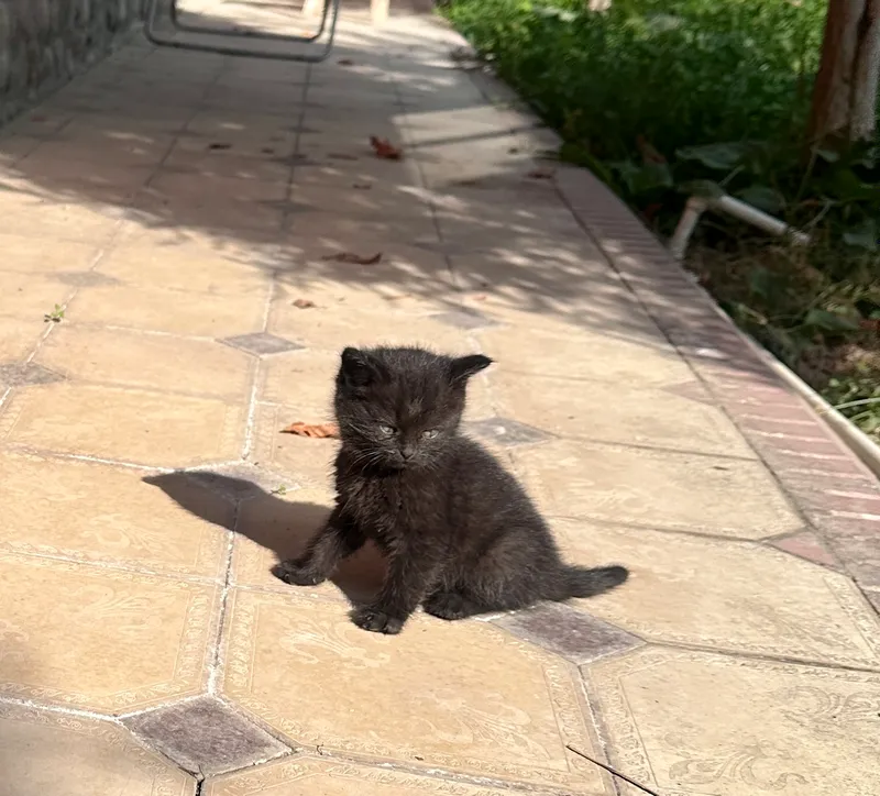 Похожи на британцев , 1 месяц, котята 6