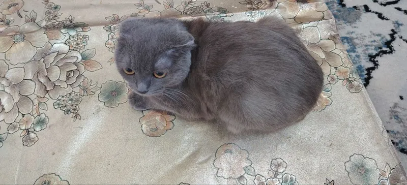 scottish fold 1 ёш