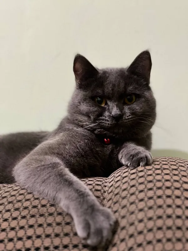 Juda chiroyli cat — фото 4