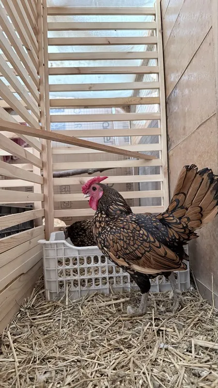 Gold Sebright sotiladi . 500 000 ming — фото 1