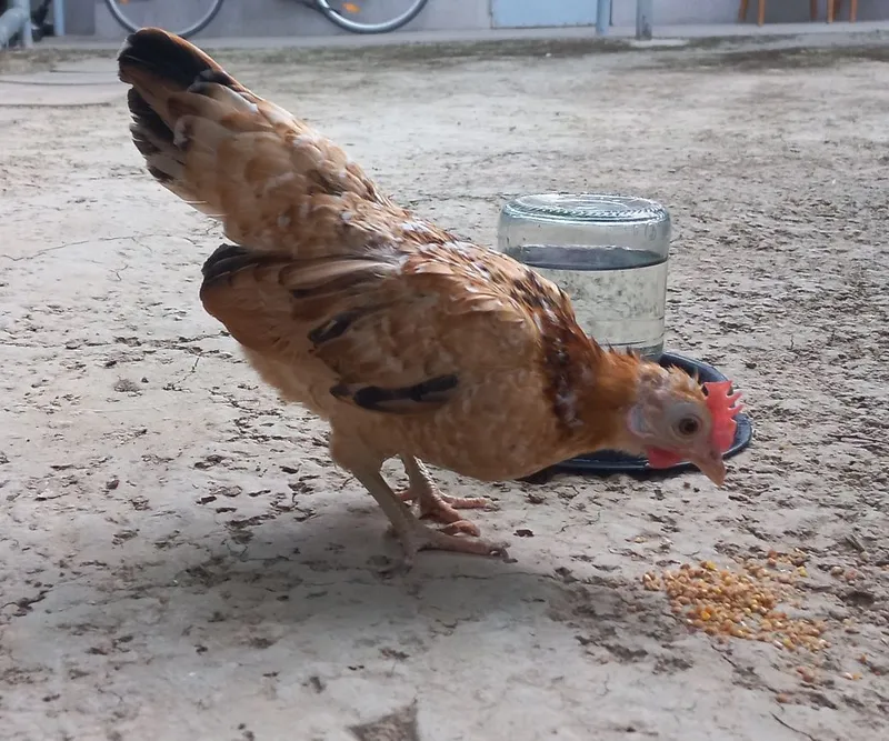 Serama tovuq va xo'rozi sotiladi.